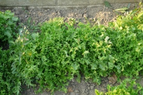 Salade frisée