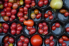 Tomate