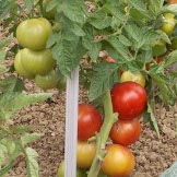 Tomate dans jardin